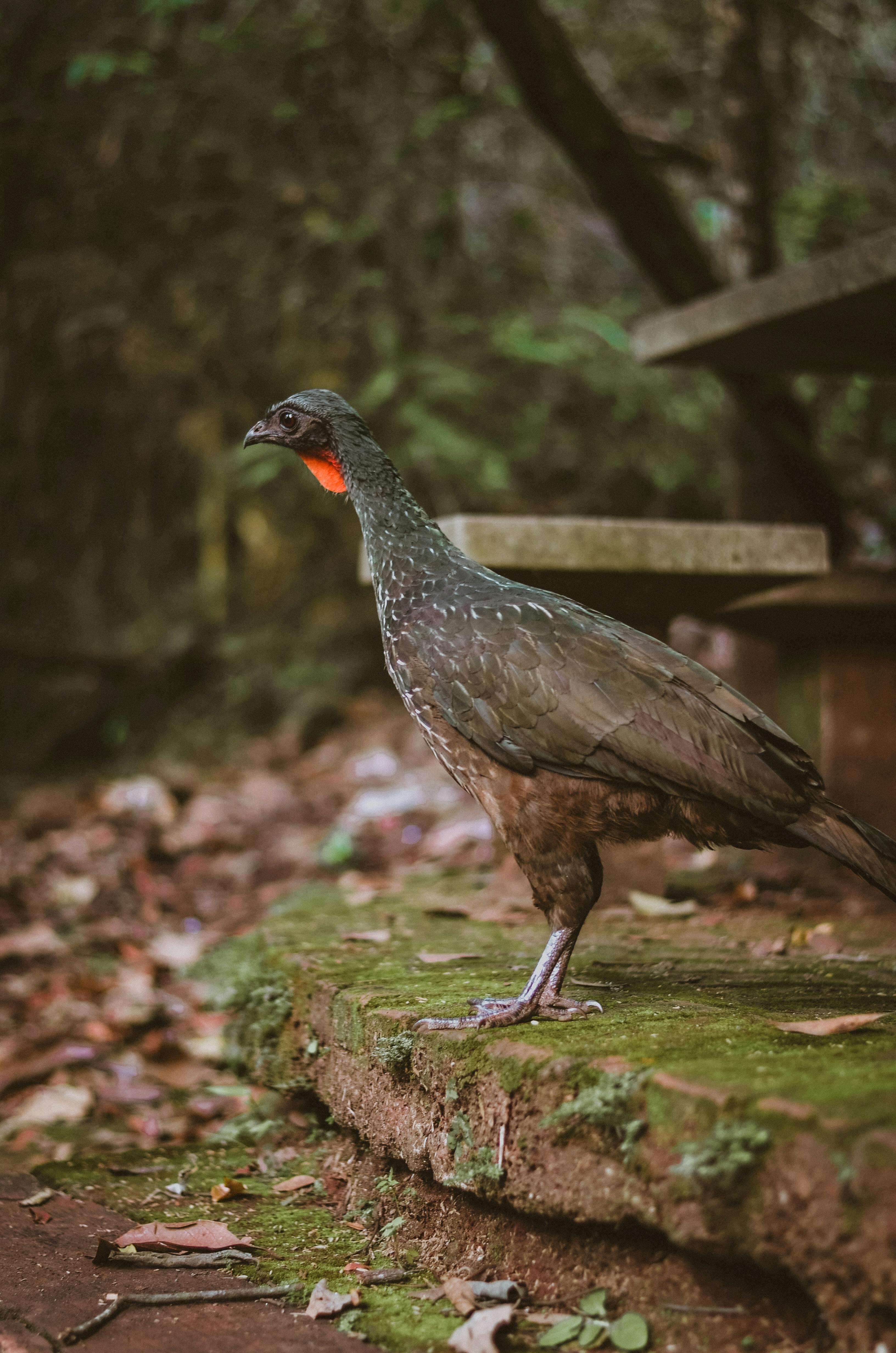 penelope bird standing on the ground