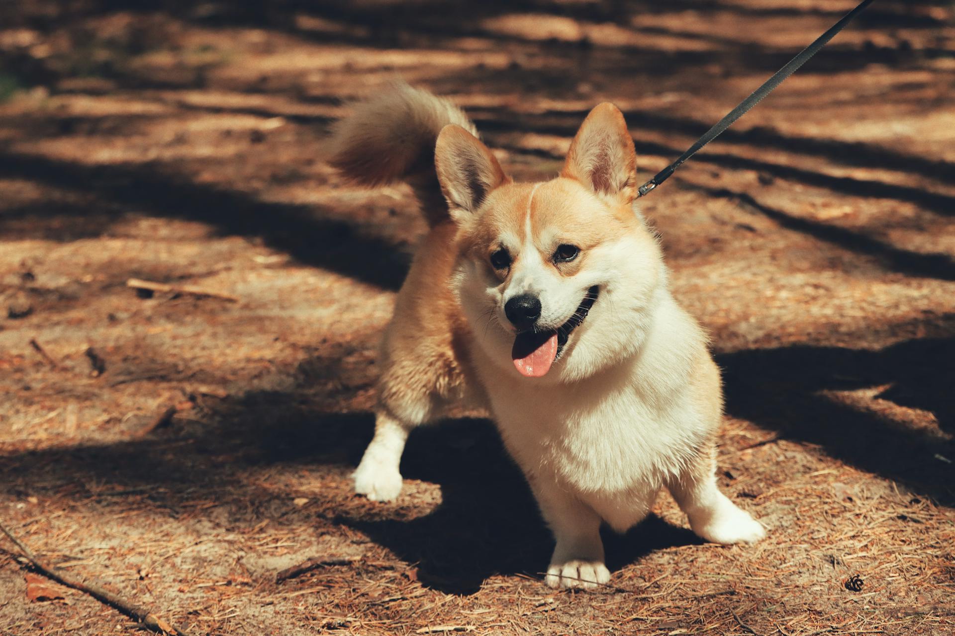 Happy Corgi on Leash Standing on Ground in Forest