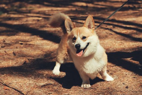 Free pembroke welsh corgi Stock Photo