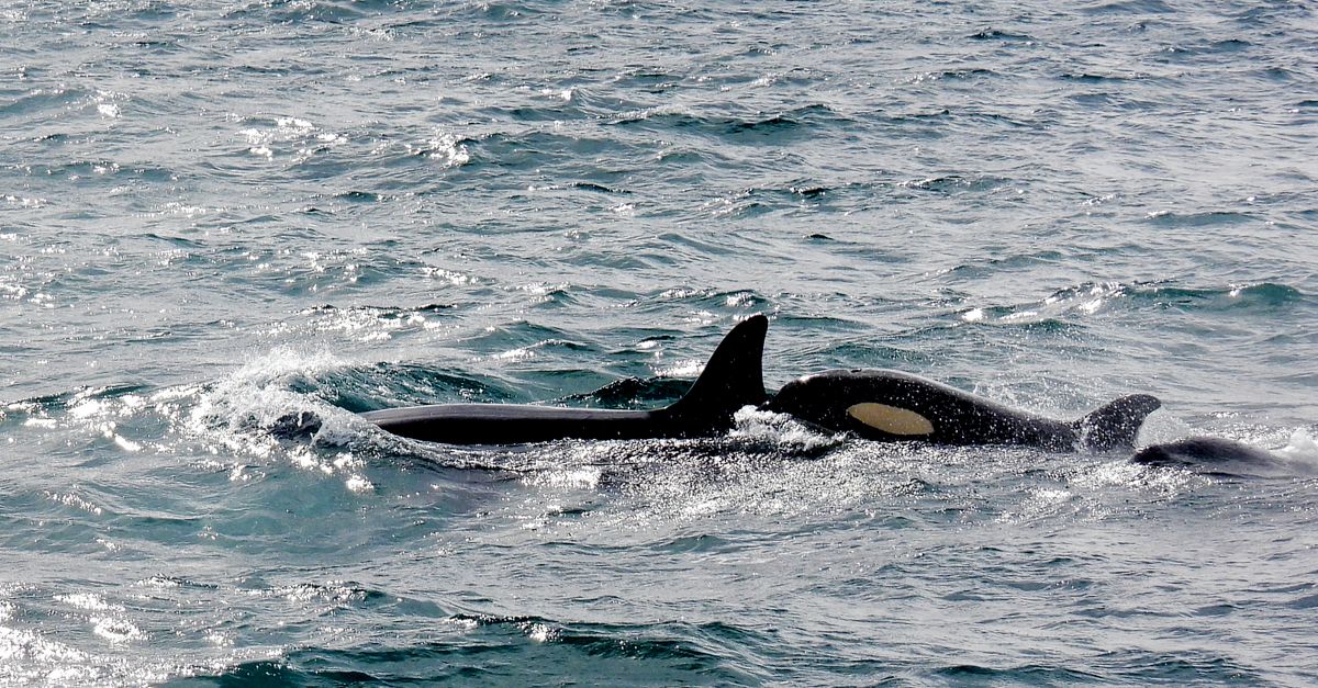 Killer whale Tahlequah carries dead calf in 'tour of grief'
