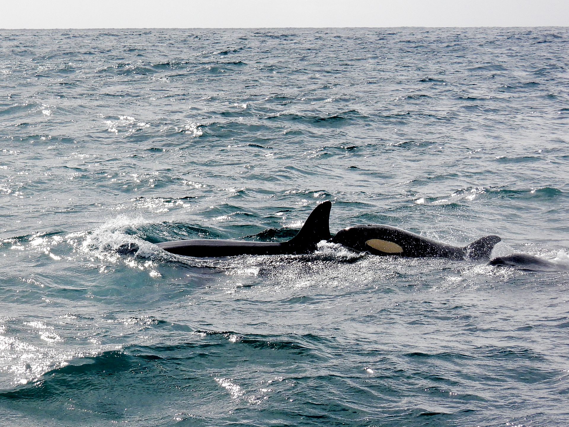 Orcas Swimming in Sea