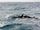 orca