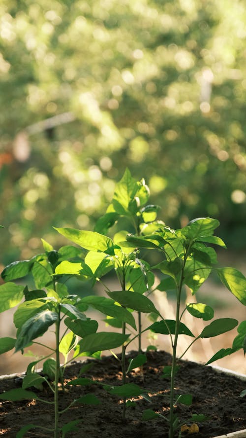 Immagine gratuita di agricoltura, albero, ambiente