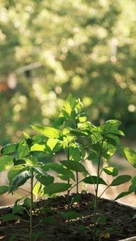 Young green plants thriving in a fertile garden under sunlight, showcasing natural growth and vitality.