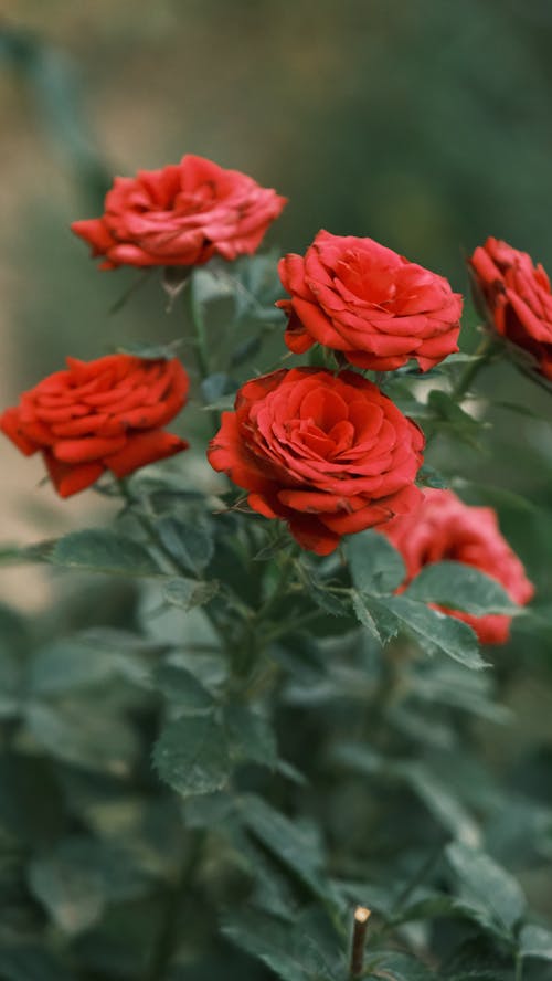 Free Red roses in a garden with green leaves Stock Photo