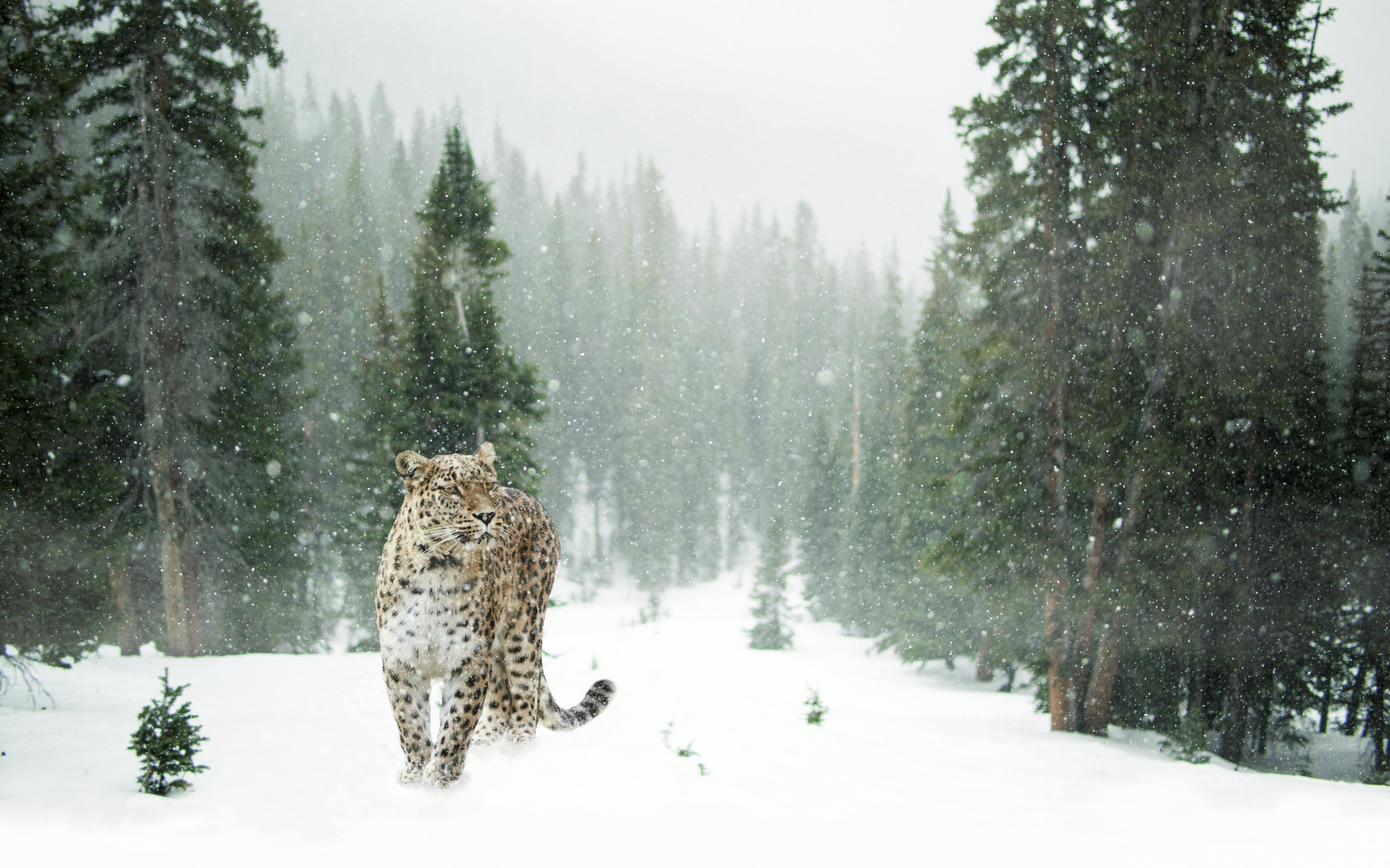 Snow leopard at a zoo | Free Photo - rawpixel