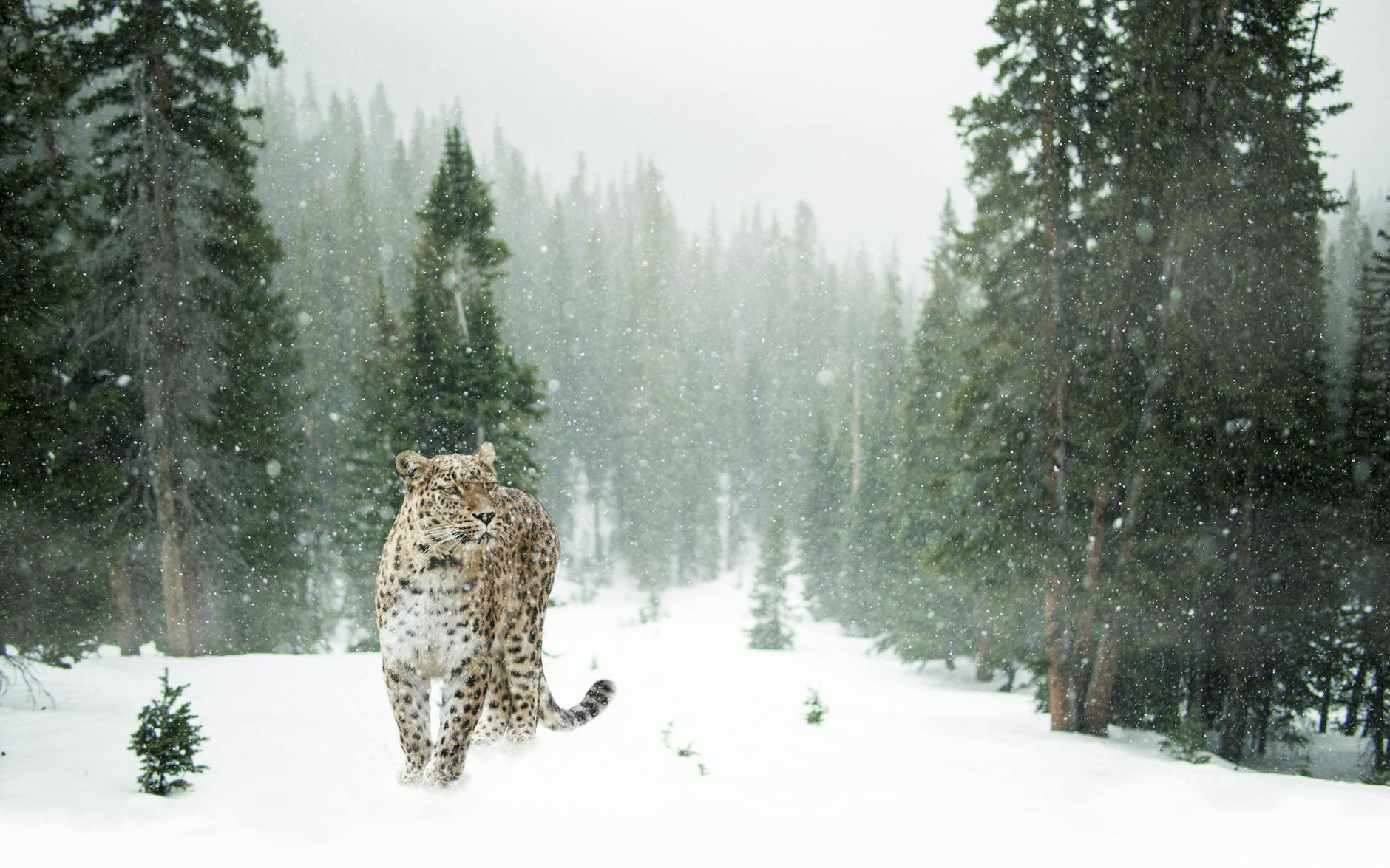 Snow leopard walking through a snowy evergreen forest in winter season.