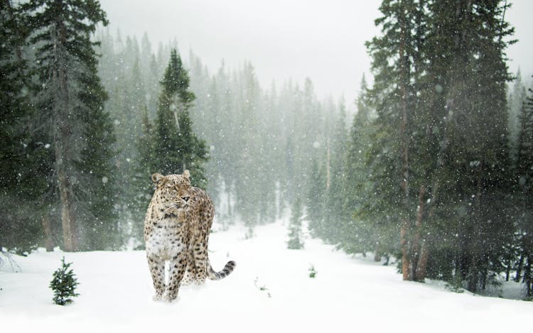 Brown And Black Leopard On Snow Covered Forest