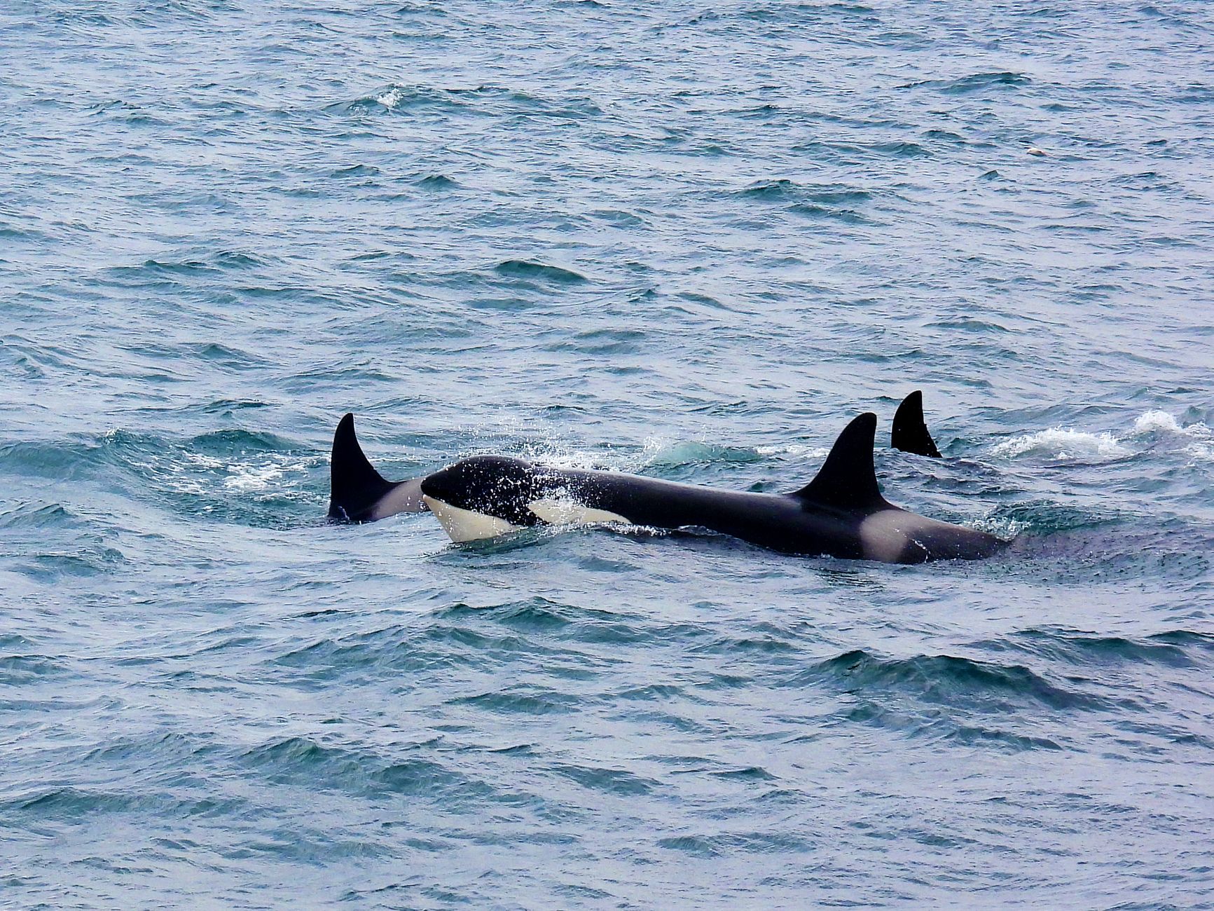 Orka springt spectaculair uit het water voor Britse kust