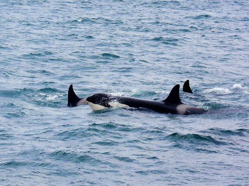 Free A pod of orcas swimming in the ocean near Ólafsvík, Iceland, showcasing marine wildlife. Stock Photo