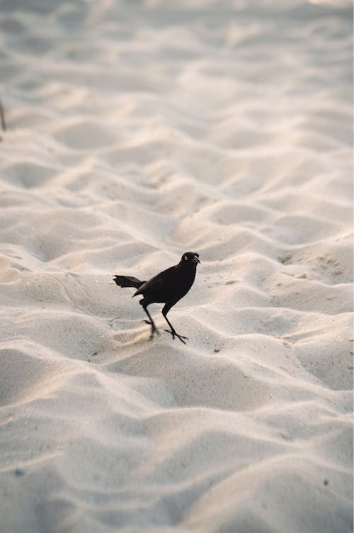 Immagine gratuita di acqua, bagnasciuga, deserto