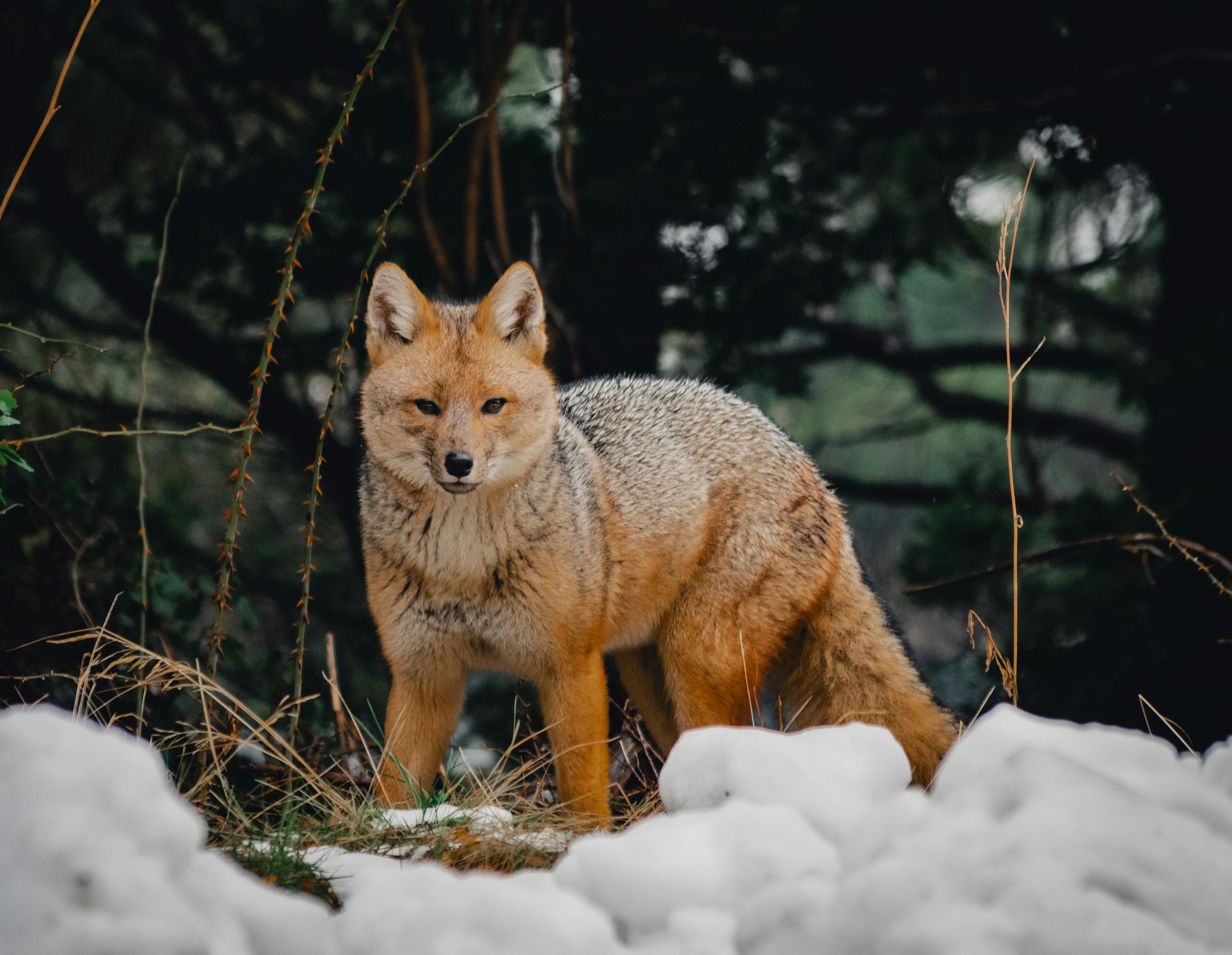 A lone Andean fox stands alert in the snowy woods of Patagonia, Argentina.
