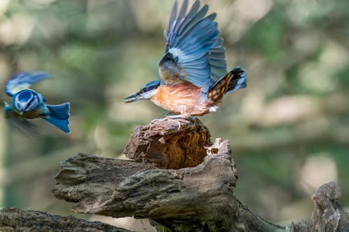 Foto profissional grátis de animais selvagens, animal, ao ar livre