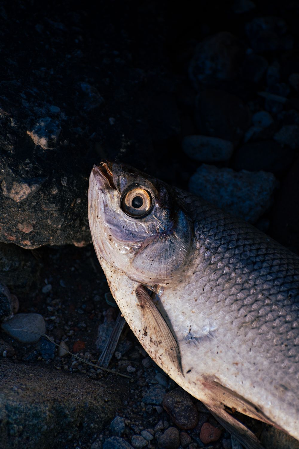 A dead fish laying on the ground next to rocks · Free Stock Photo