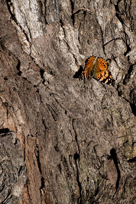 Close-up of a Western Painted Lady butterfly resting on rugged tree bark. Captured outdoors in Buenos Aires.