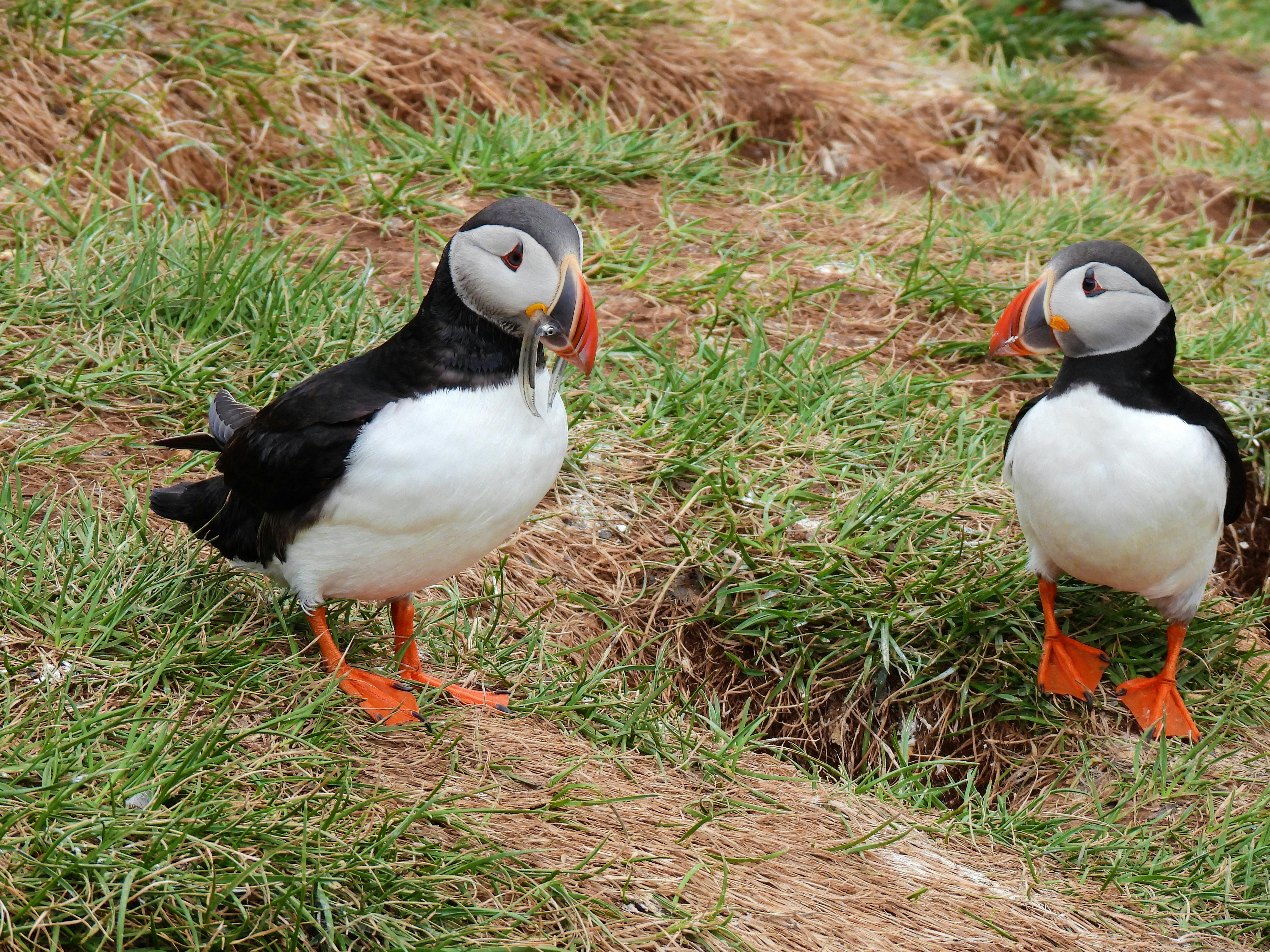 Puffin and bumblebee among 18 creatures shortlisted for banknotes