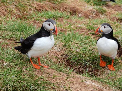 Puffin, Bumblebee Shortlisted for Banknotes