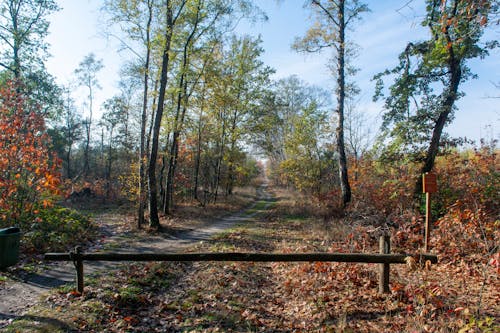 Безкоштовне стокове фото на тему «осінь, піщана стежка, Природа»