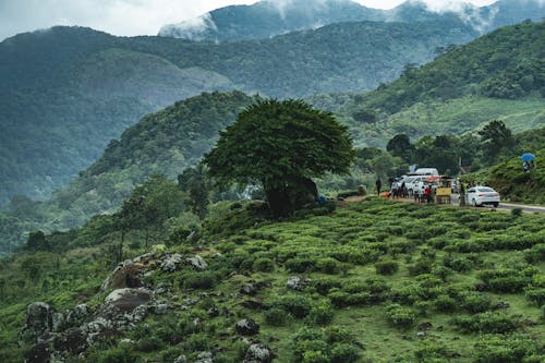 Foto profissional grátis de árvores de outono, árvores outonais, aventura na floresta