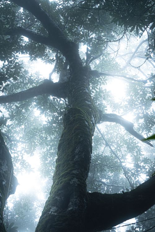 Free A mystical view of a moss-covered tree enveloped in fog at Ponmudi, India. Stock Photo