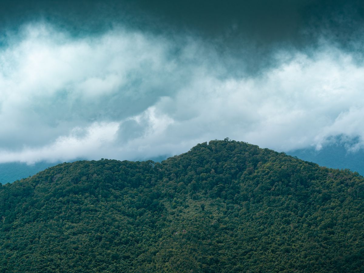 2 Day Earth Medicine: Psilocybin Trip in Santa Teresa, Costa Rica 1