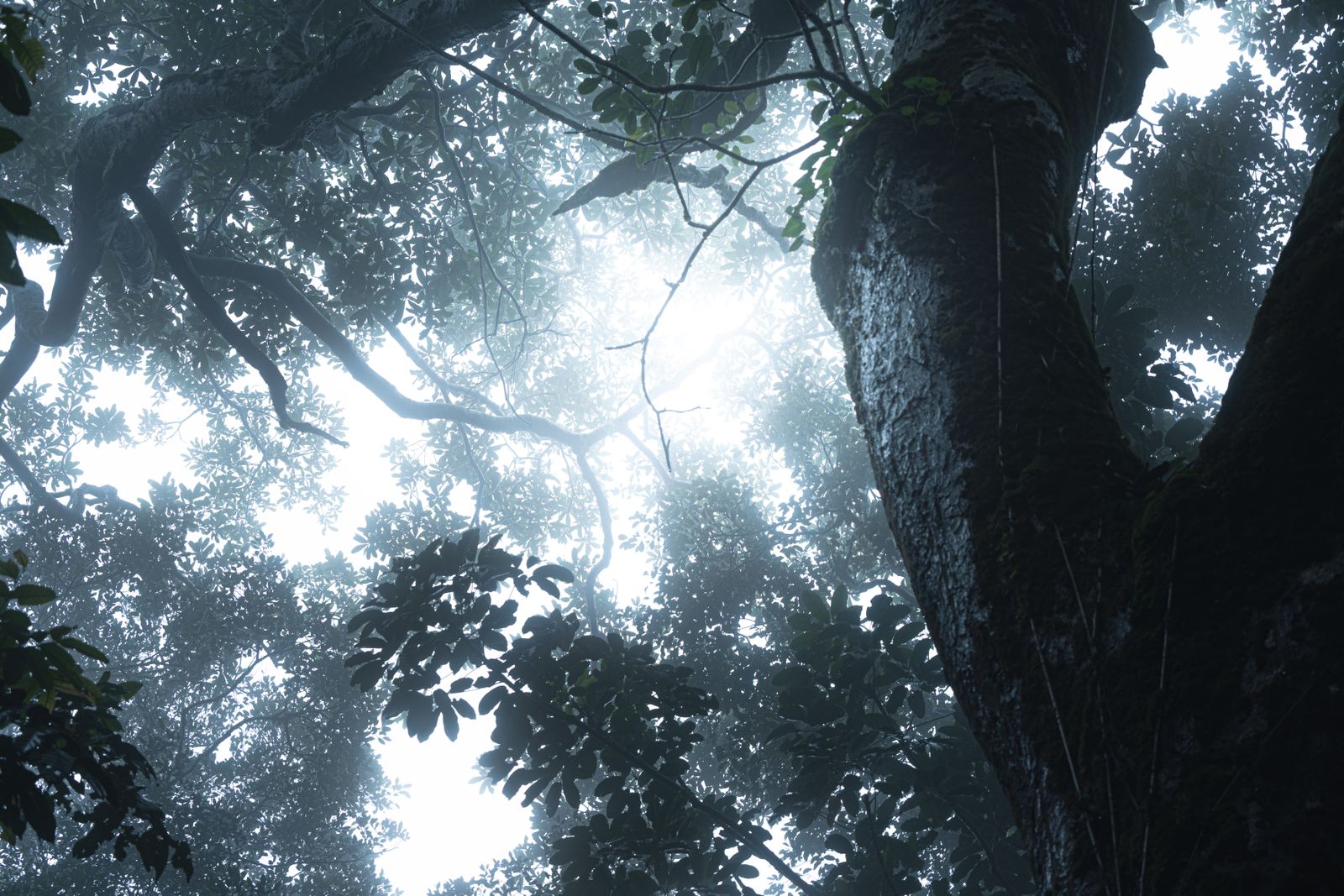 Fog rolling through dense forest canopy in Kerala