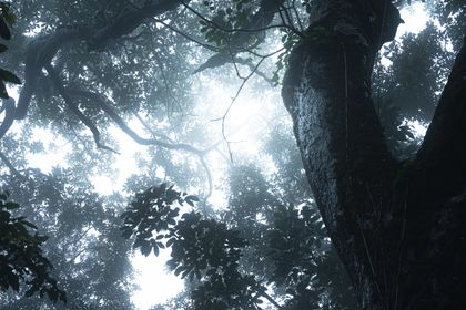 Backlit rainforest canopy in mist — photo by Ambareesh Sridhar Photography on Pexels