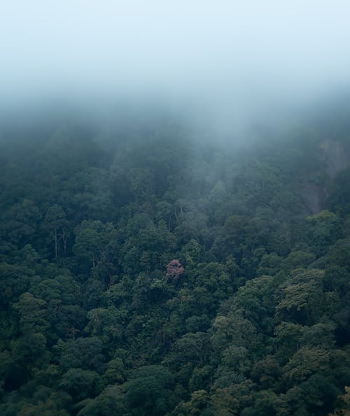 Foto profissional grátis de alvorecer, ao ar livre, árvore