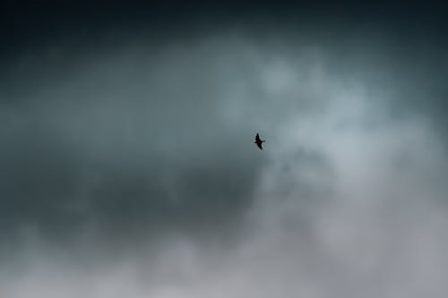 Foto profissional grátis de acima das nuvens, acima das nuvens!, ave