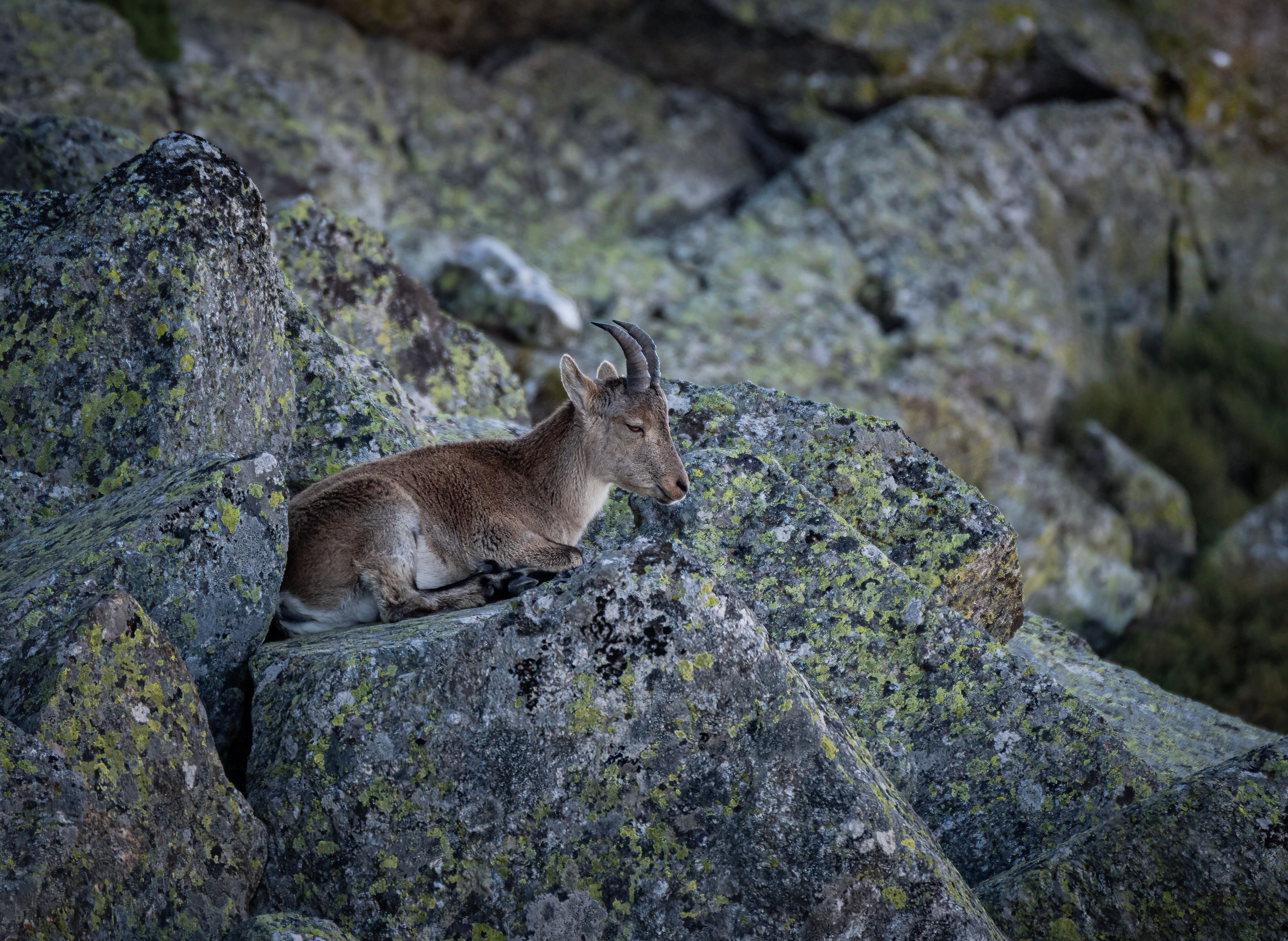 Spain's Ibex 35 Ends Volatile Week Higher but Correction Continues