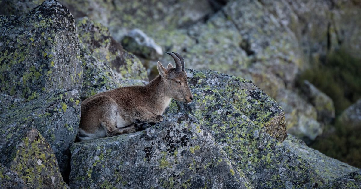 Spain's Ibex 35 Ends Volatile Week Higher but Correction Continues
