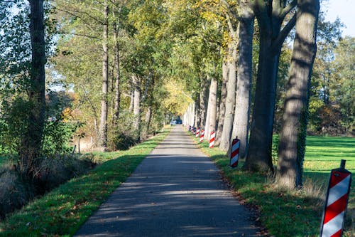 Immagine gratuita di alberi, asfalto, delimitazione