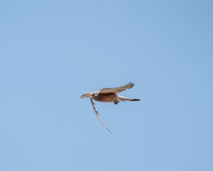 Common Kestrel Flying with Prey in Beak
