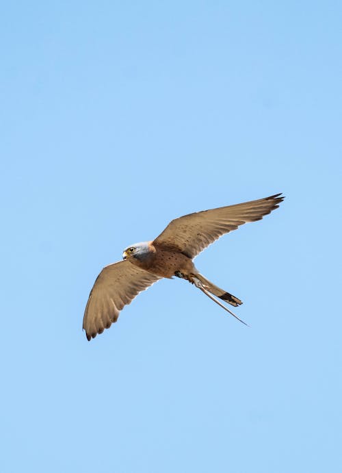 Photos gratuites de aile, animal, aviaire