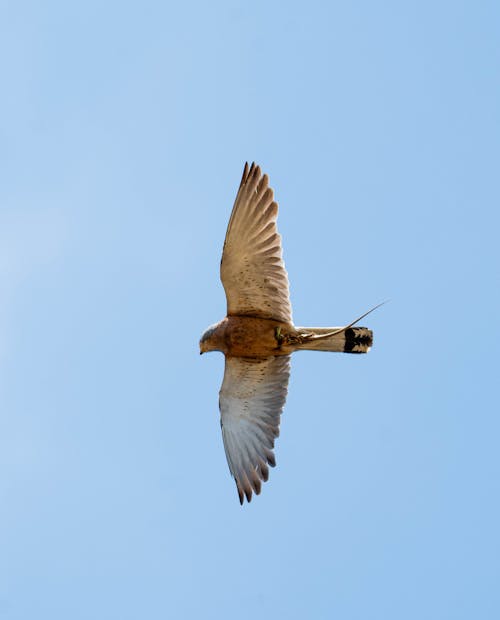 Photos gratuites de aile, animal, aviaire