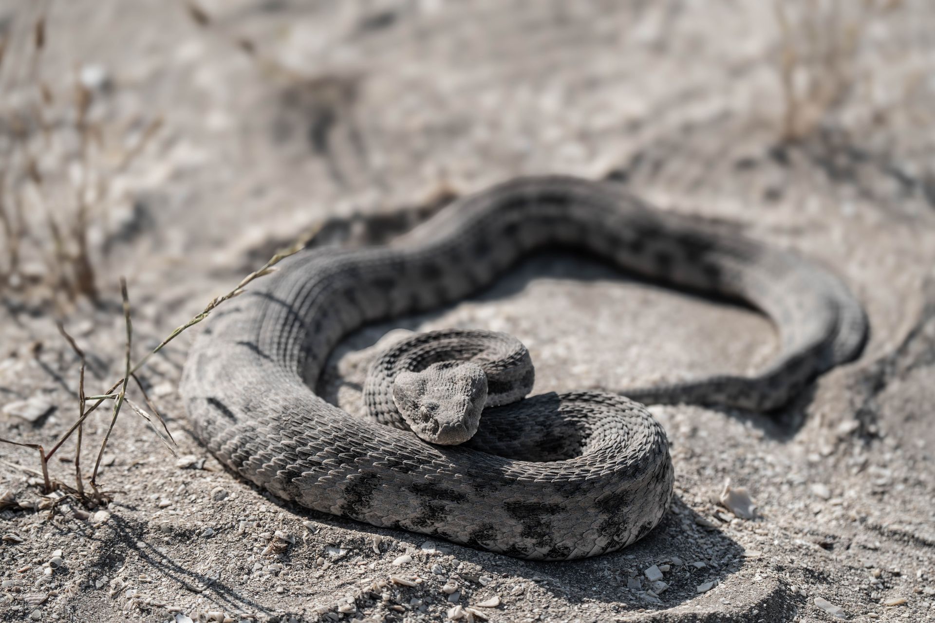Blunt Nosed Viper