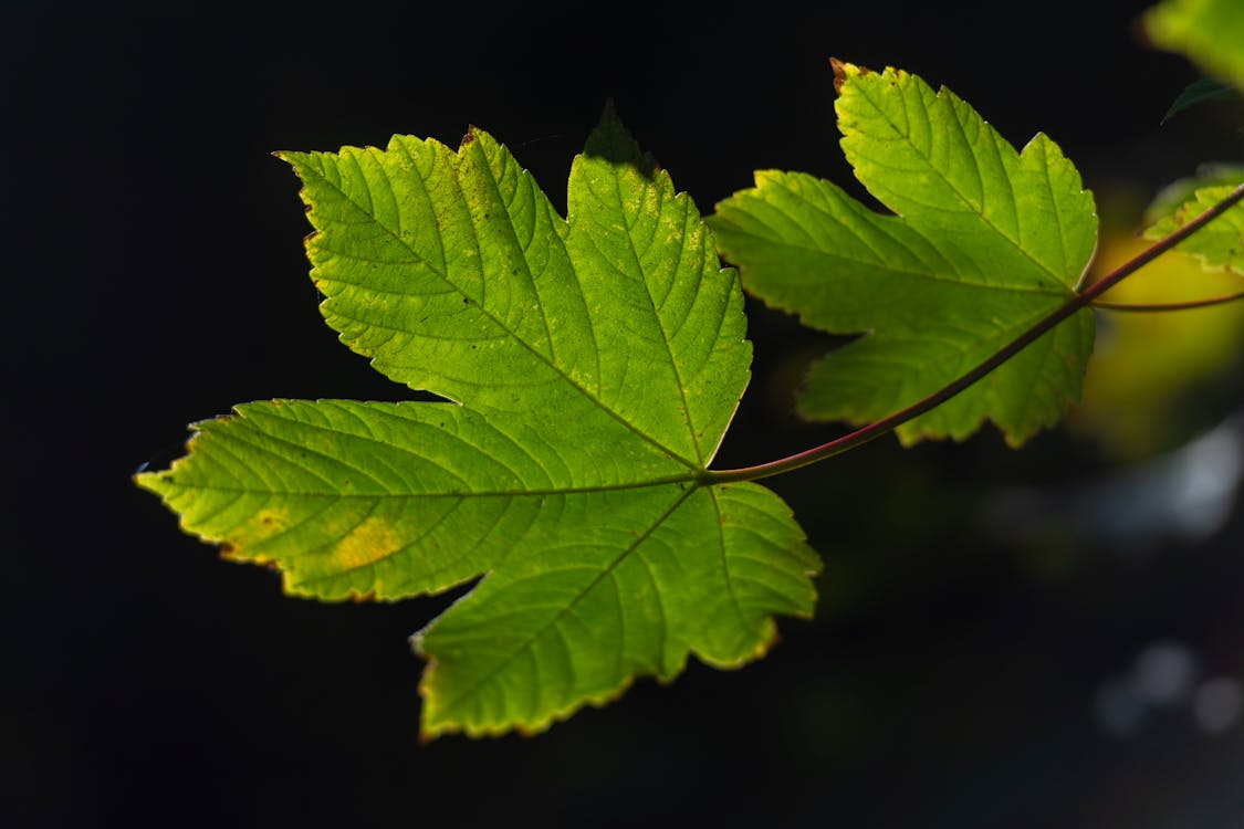 Základová fotografie zdarma na téma listy