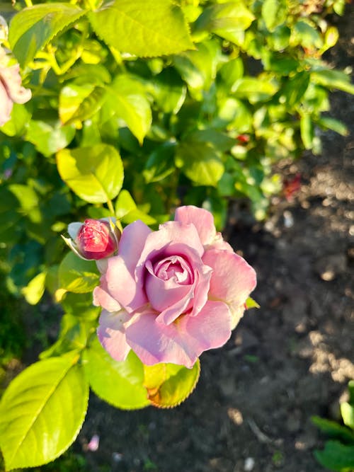 분홍 장미, 분홍색 장미, 장미의 무료 스톡 사진