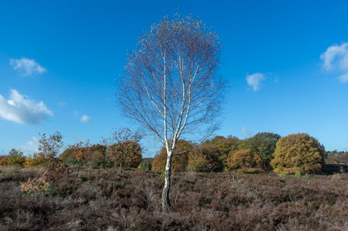 Kostenloses Stock Foto zu ast, außerorts, baum