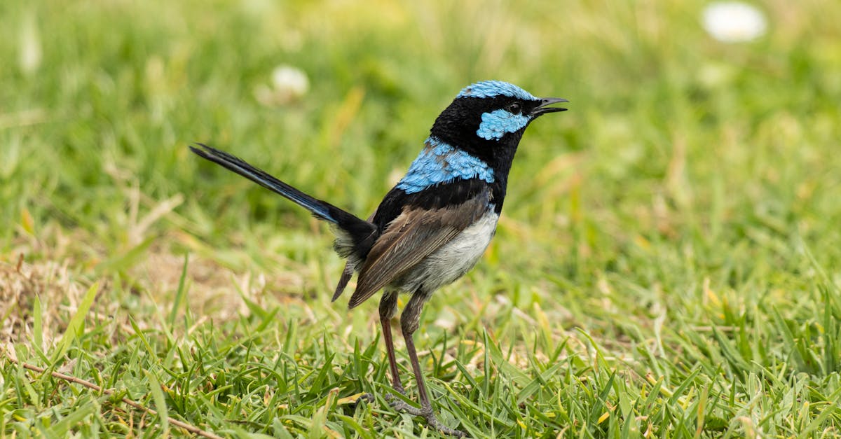 Male fairy wren
