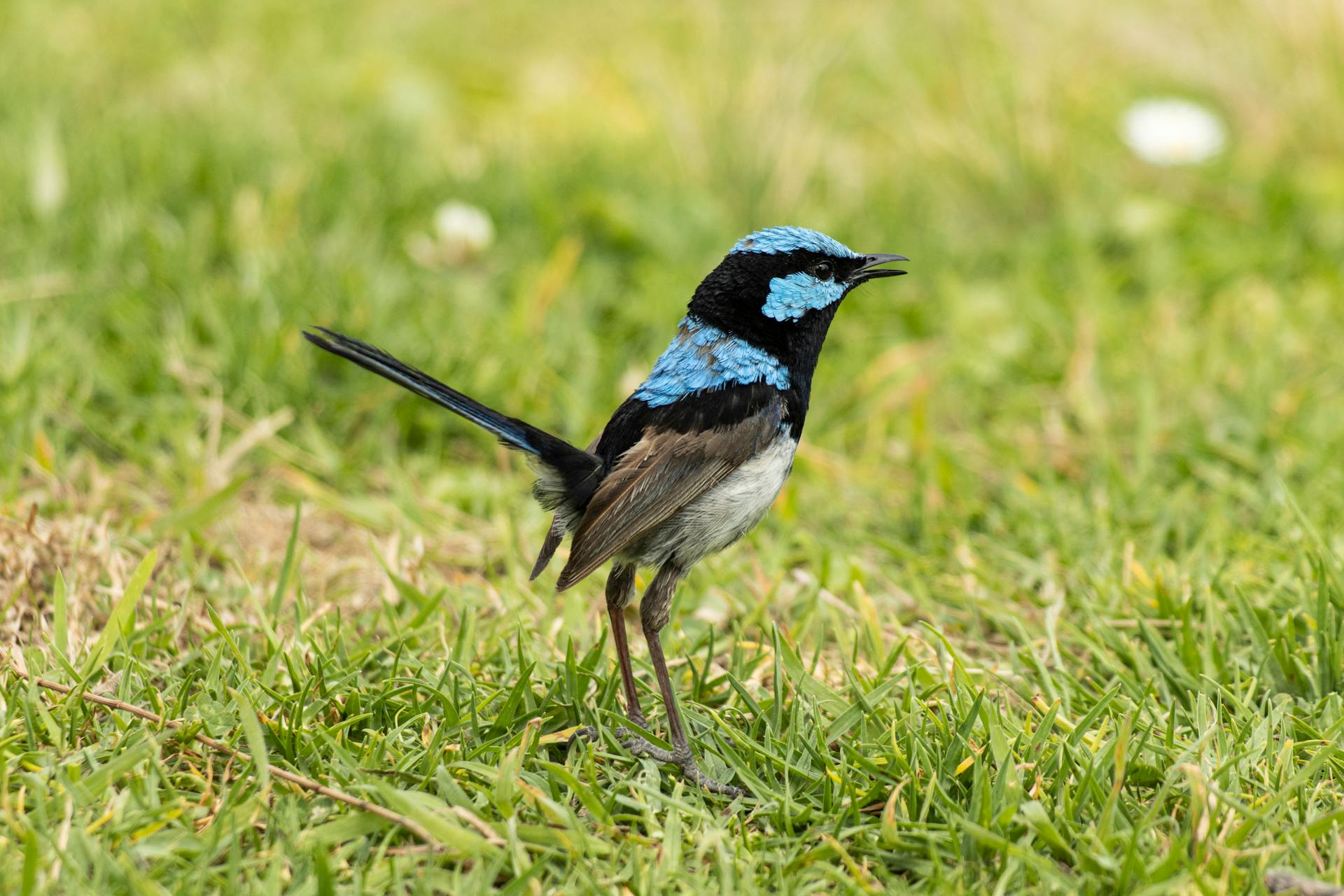 Male fairy wren