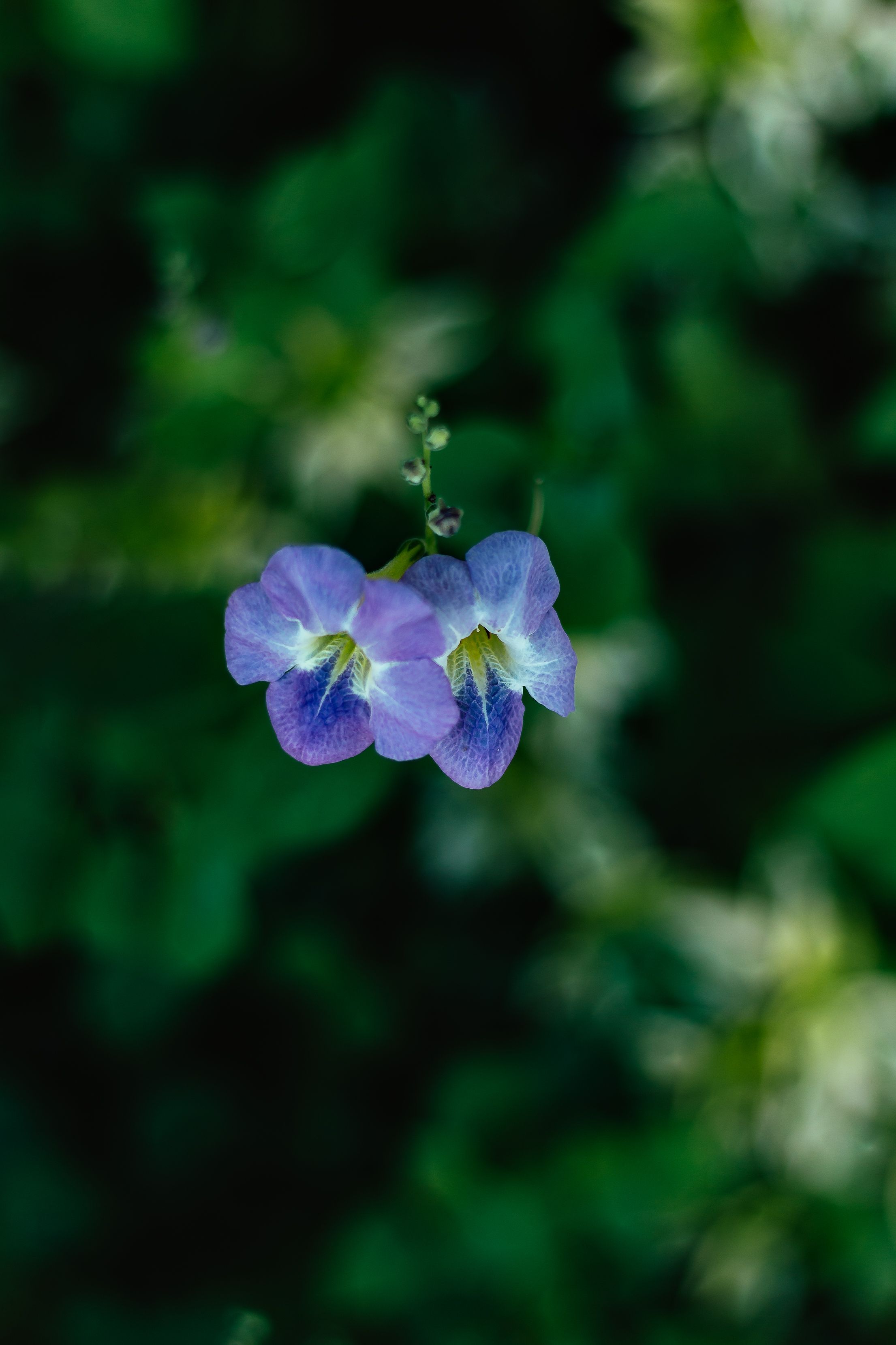 Macro shot of vibrant purple flowers against a blurred green background in São Luís.