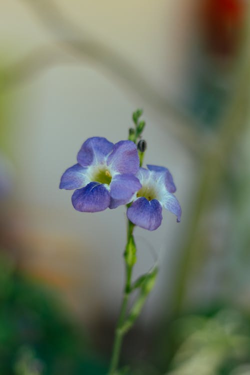 Gratis arkivbilde med blad, blomst, blomsterblad