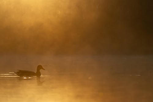 Immagine gratuita di acqua, alba, anatra