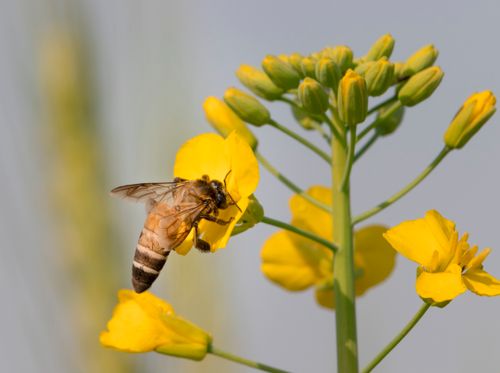 Free Honeybee collecting pollens from flower Stock Photo