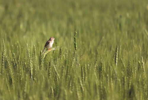 Free A small bird sitting on wheat straw Stock Photo