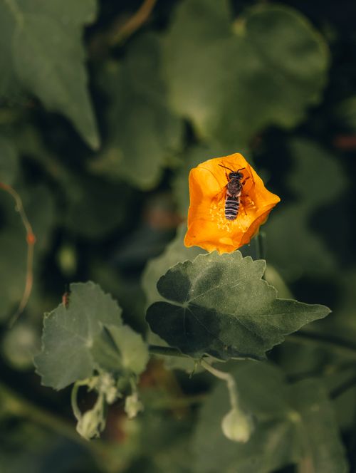 Free A bee pollinates a vibrant yellow flower amidst lush foliage, showcasing nature's harmony. Stock Photo