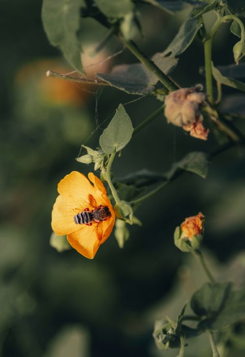 Free honeybee collecting pollens from yellow flower Stock Photo