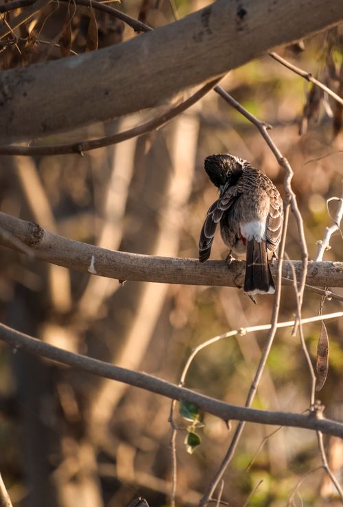 Free Close-up of a Red-Vented Bulbul sitting on a branch in Harappa. Captivating wildlife scene with natural lighting. Stock Photo