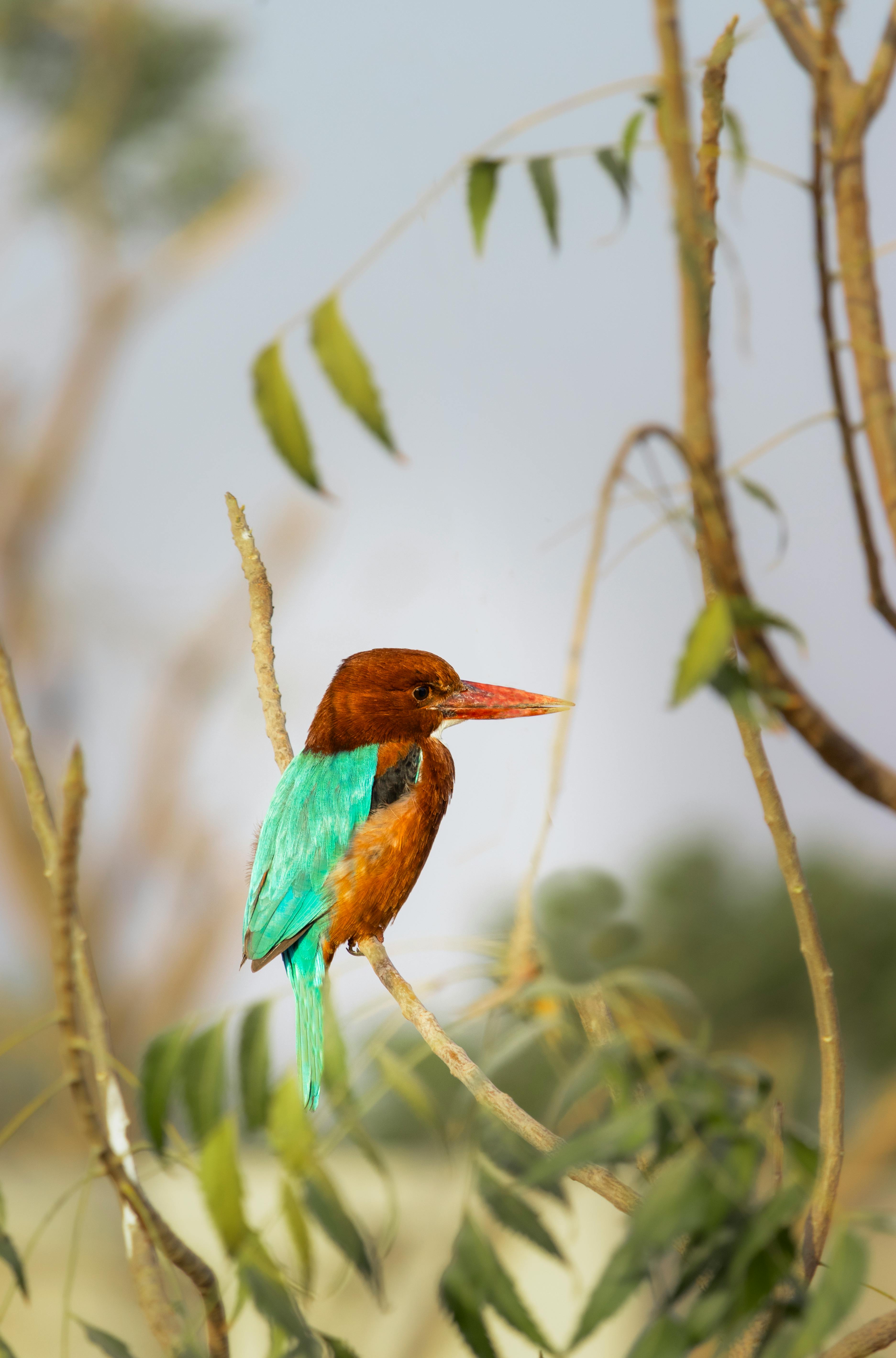 kingfisher perching on branch